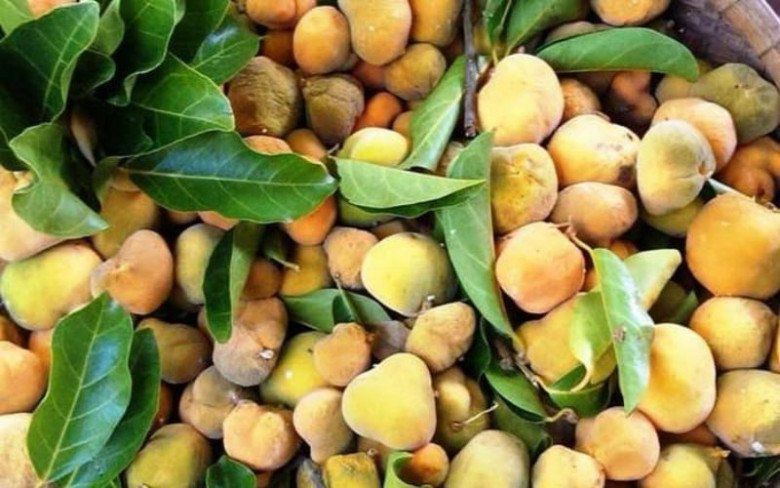 Quy trình thu hái và đặc điểm thị trường quả chay